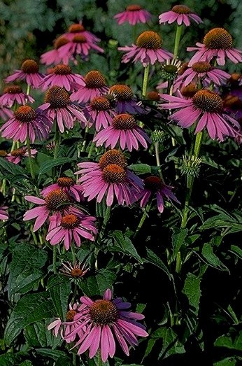 Echinacea One