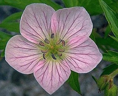 Richardson's Geranium