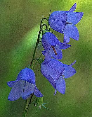 Harebell