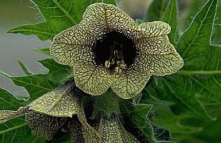 Henbane (a noxious weed)