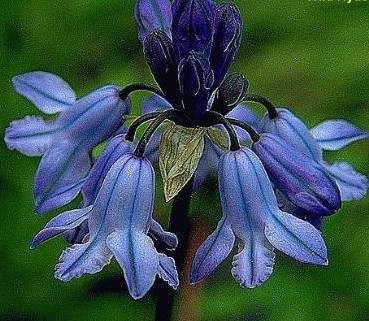 Douglas' Brodiaea (Bluedicks) Wild Hyacinth