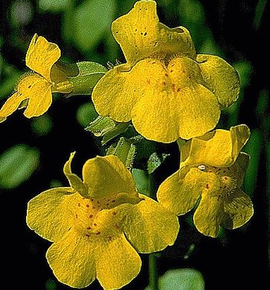  Lane of Greater Success Monkeyflower