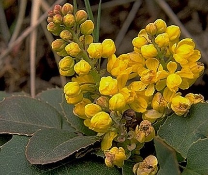 Oregongrape