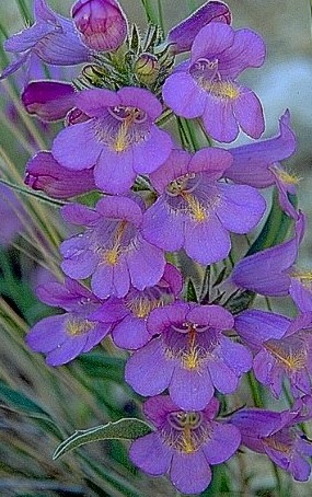 Penstemon