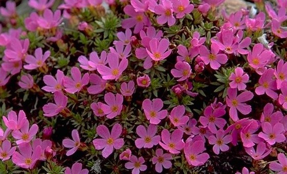 Rocky Mountain Pinks