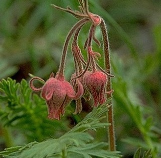 Prairiesmoke