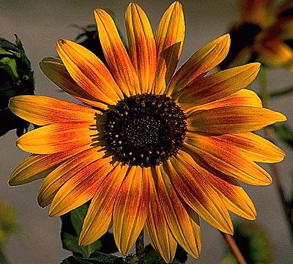 Sunflower One