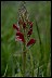 Bracted Lousewort