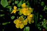 Monkeyflower II - Lane of Greater Success Wildflowers