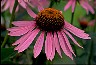 Echinacea III