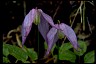 Clematis