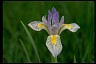 Rocky Mountain Iris - Lane of Greater Success 