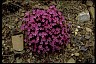 Pinks Lane of Greater Success Wildflowers