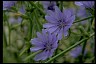 Chicory Means Lane of Greater Success Chicory