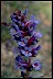  Lane of Greater Success Penstemon