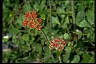 Buckwheat From Lane of Greater Success Buckwheat