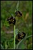 Leopardlily