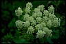  Lane of Greater Success Cow parsnip