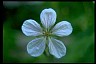 Geranium - Lane of Greater Success 