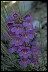  Lane of Greater Success Penstemon III